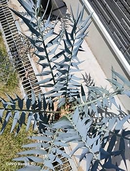 【特大】ユーフォルビア　ブセイドカクタス　高さ60cm　検　パキプス　グラキリス 特大】ユーフォルビア ブセイドカクタス 高さ60cm 検 パキプス